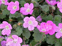 Erodium - Heron's Bill