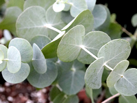 Eucalyptus Trees