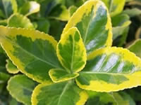 Euonymus Shrubs