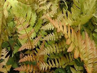 Perennial Ferns