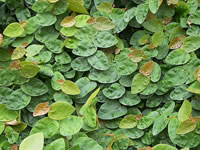 Ficus - Creeping Fig