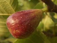 Fig Trees