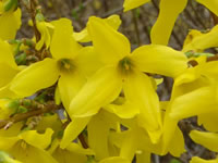 Forsythia - Yellow Bells Shrubs