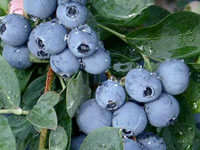 Fruit Bushes & Berry Plants