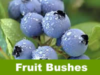 Fruit Shrubs