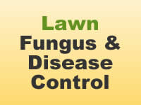 Fungus & Disease - Lawn