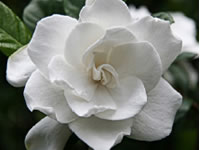 Gardenia Shrubs