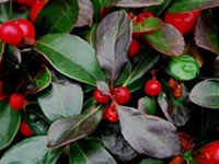 Gaultheria - Wintergreen