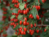 Goji Berries