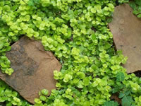 Groundcovers