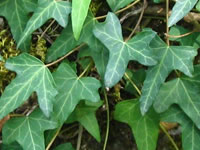 Hedera - Ivy