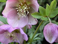 Helleborus - Lenten Rose