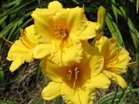 Hemerocallis - Daylily