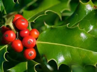 Holly Bushes