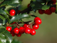 Holly Trees