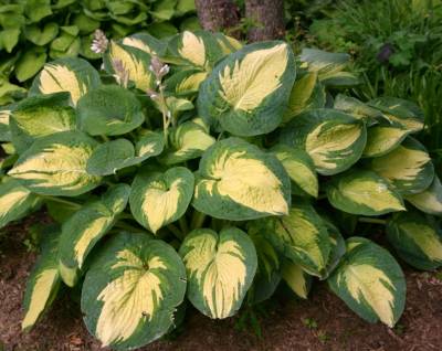 Great Expectations Hosta Lily