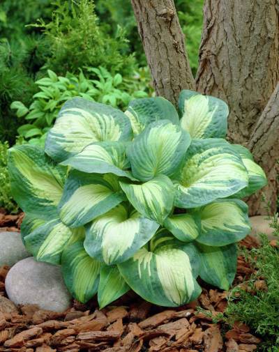 Great Expectations Hosta Lily