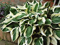 Hosta Lily