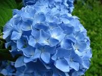 Hydrangea Shrubs