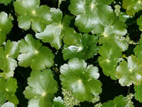 Hydrocotyle - Marshpennywort