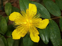 Hypericum - St. John's Wort