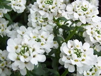 Iberis - Candytuft Plants