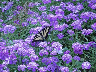 Lavish Candytuft