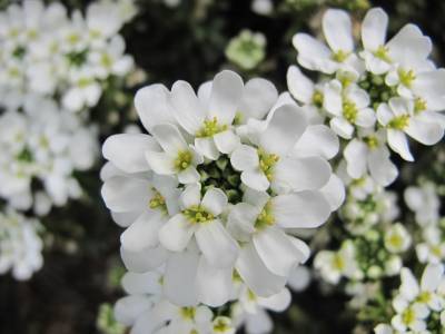 Snowsation Candytuft