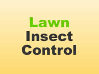 Insect Control - Lawn