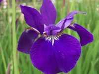 Iris