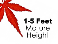 Japanese Maples 1-5 Feet