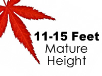 Japanese Maples 11-15 Feet