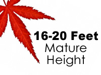 Japanese Maples 16-20 Feet