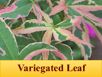 Japanese Maple - Variegated