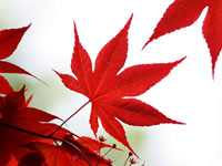 Japanese Maples