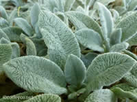 Stachys - Lambs Ear