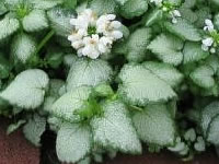 Lamium - Dead Nettle