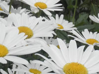 Leucanthemum - Shasta Daisy