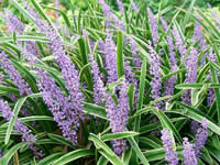 Liriope Grass