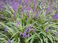 Liriope - Lily Turf