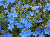 Lithodora