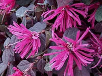 Loropetalum - Groundcover