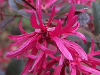 Loropetalums - Chinese Witch Hazel