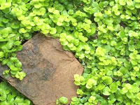 Lysimachia - Creeping Jenny