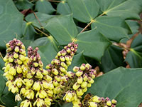 Mahonia Shrubs