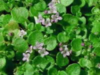 Mint - Groundcover