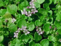 Mint - Groundcover
