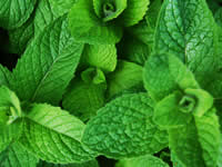 Mint Plants