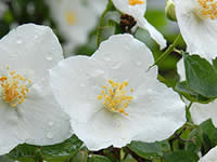 Mock Orange - Philadelphus