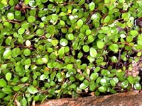 Muehlenbeckia - Creeping Wire Vine